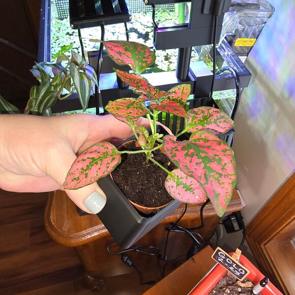 Aqua Hydroponic Aquarium KIT Staggered Light Risers Water Purifying Baskets Pots - Picture 5 of 11